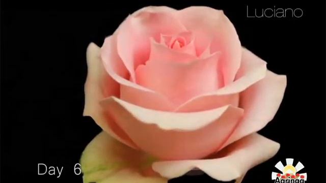 Luciano смотреть онлайн