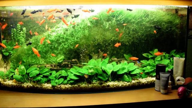 Мох яванский, пламя. Уборка прополка растений. смотреть онлайн