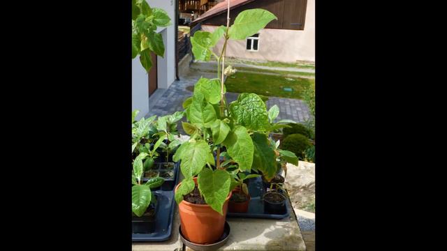 April 2022 bunter Mix durch Garten und Warmhaus смотреть онлайн