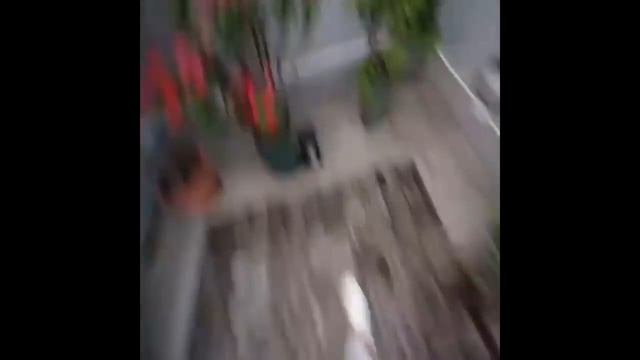 Parkour Vines: Больной на голову! смотреть онлайн