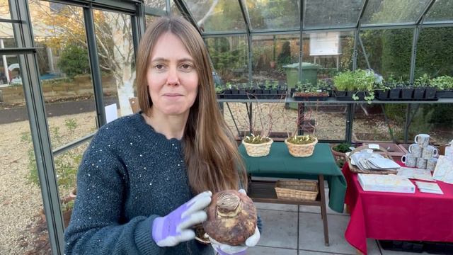 Planting Amaryllis And Narcissi Paperwhites For Indoor Winter Flowers