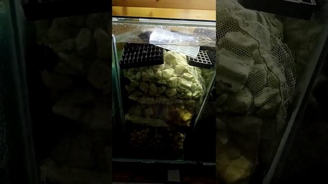 Growplant в сампе смотреть онлайн