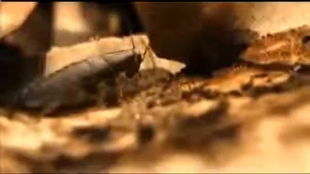 Богомол на охоте смотреть онлайн