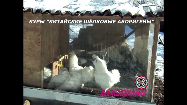 Куры Китайские Шёлковые Аборигены. Условия содержания. Два петуха в одном курятнике. смотреть онлайн