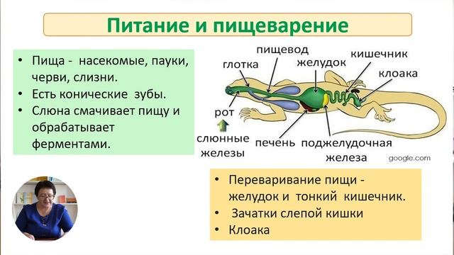 8й класс; Биология; "Позвоночные животные. Класс Пресмыкающиеся" смотреть онлайн