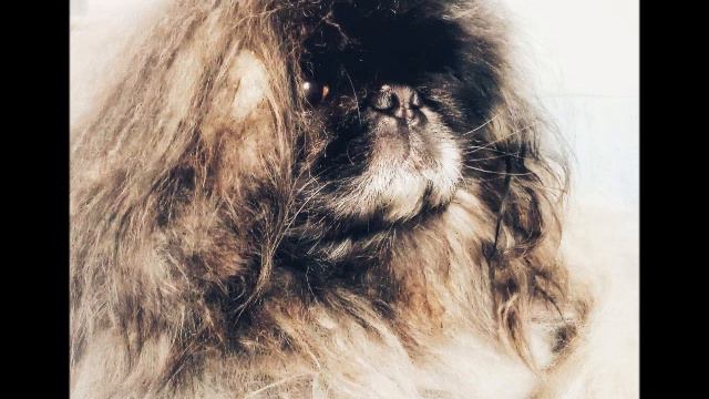 Шерсть вечера. смотреть онлайн