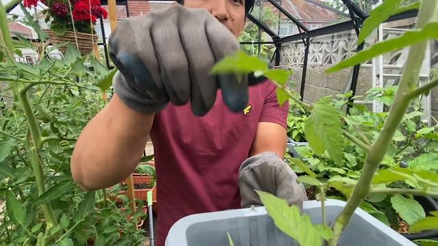 Limbu grows 7 variety of tomatoes in the UK смотреть онлайн
