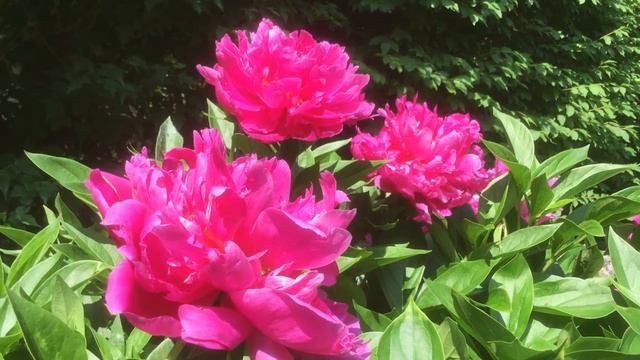 🌸Pink Peonies🌸 смотреть онлайн