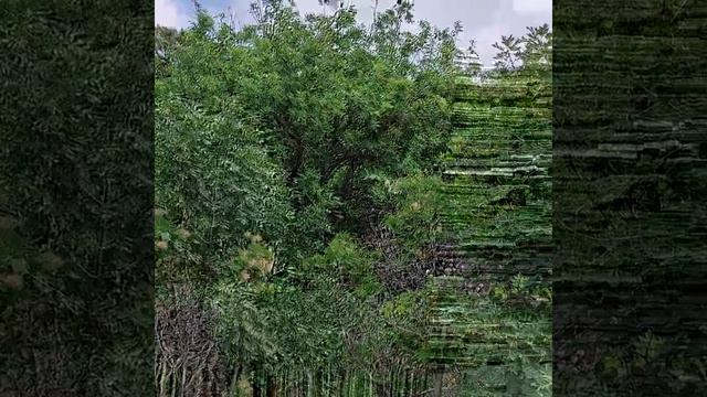 цикады. черное море. смотреть онлайн