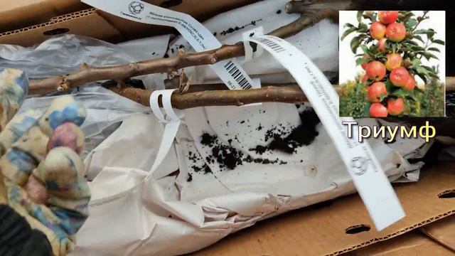 Саженцы из Гаршинки. Огромная посылка. смотреть онлайн