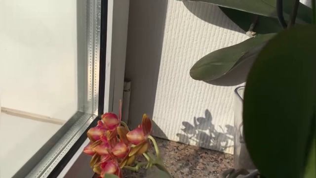 Прогулка по моей галерее!!!??? смотреть онлайн