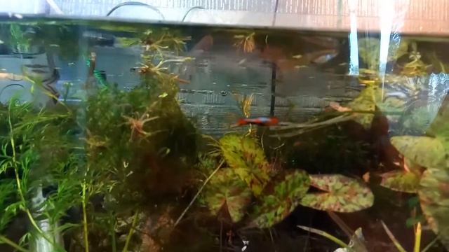 Гуппи Эндлера Скай блю Guppy Endler Sky Blue