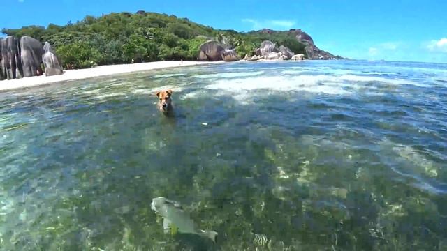 ЛУЧШИЙ ПЛЯЖ в Мире! ? Сейшелы лучше чем Мальдивы? смотреть онлайн