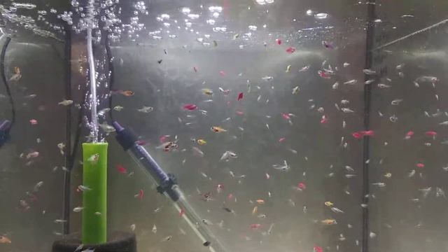 Кормление мальков тернеции глофиш Glofish артемией