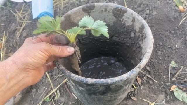 Сегодня отправляем саженцы клубники и малины+ семена дыни//Купить саженцы клубники и малины смотреть онлайн