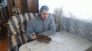 Чем лечить уши у кролика: Ушной клещ