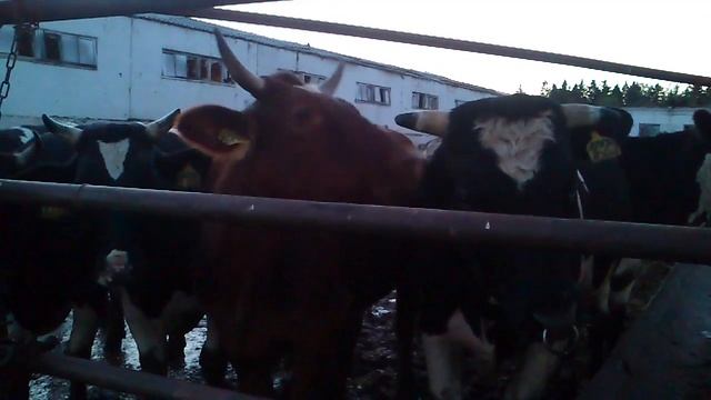 Священное животное смотреть онлайн