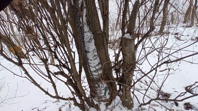 Первая попытка сделать лучковую пилу из барнаульской смотреть онлайн