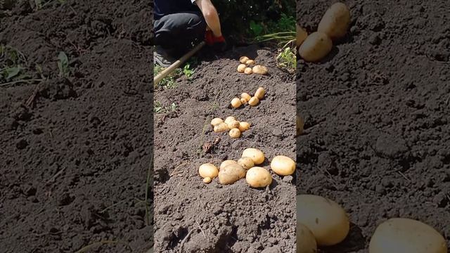 уборка картофеля Импала 3.08.22 смотреть онлайн