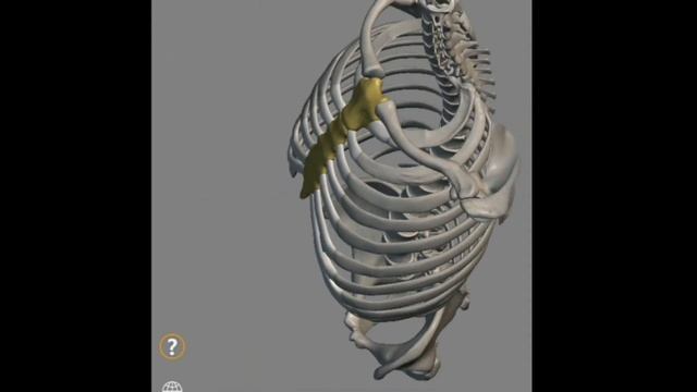 Скелет человека смотреть онлайн