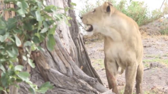 Единственный человек в мире, который плавает с белым медведем. Человек-гризли смотреть онлайн