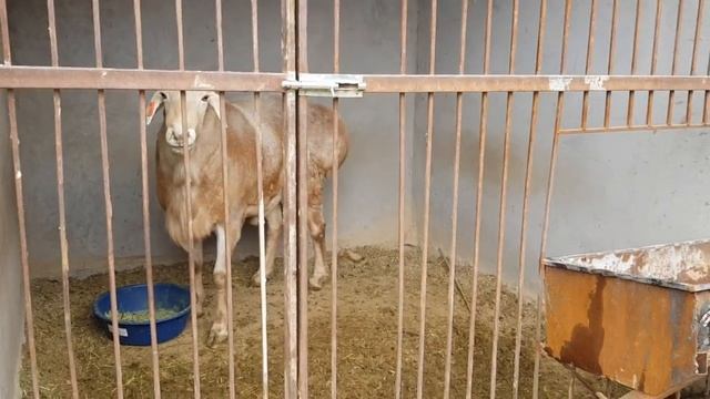 +77017224679 Анвар Рустемов. 27 марта 2022г- выставка овец.‼ место проведения- Сырыагаш смотреть онлайн