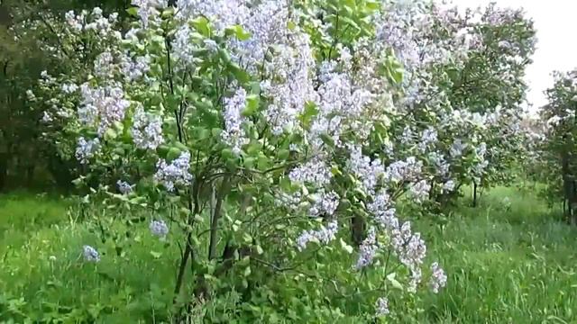 ПАРК АЛЕКСАНДРИЯ СИРЕНЬ 13 05 2020 ГОД смотреть онлайн