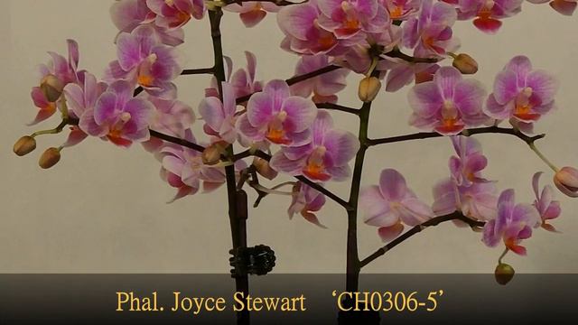 2018 Taiwan Int'l Orchid Show (TIOS)-Phal-New Breeding Variety Award смотреть онлайн