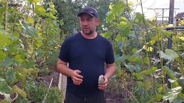 Цветение и опыление винограда! смотреть онлайн