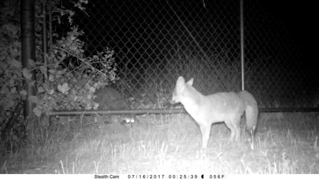 Raccoon and Male Gray Fox, Corvallis 7/17 смотреть онлайн
