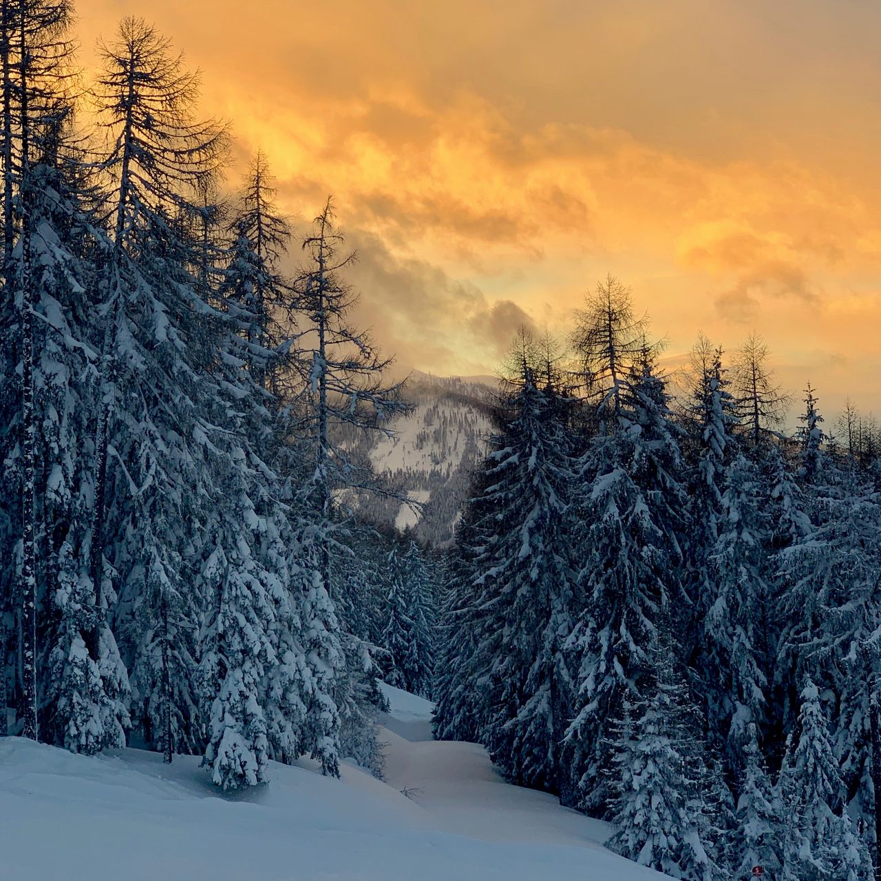 Посев закалёнными семенами за Уралом и в Сибири. смотреть онлайн