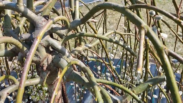 Ива козья на штамбе. Весенняя обрезка. смотреть онлайн