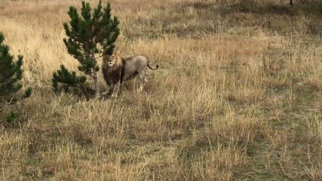 Олег Зубков: об объединении зоопарков смотреть онлайн