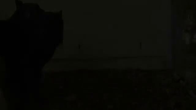 Предательство людей и верность собак До слез смотреть онлайн