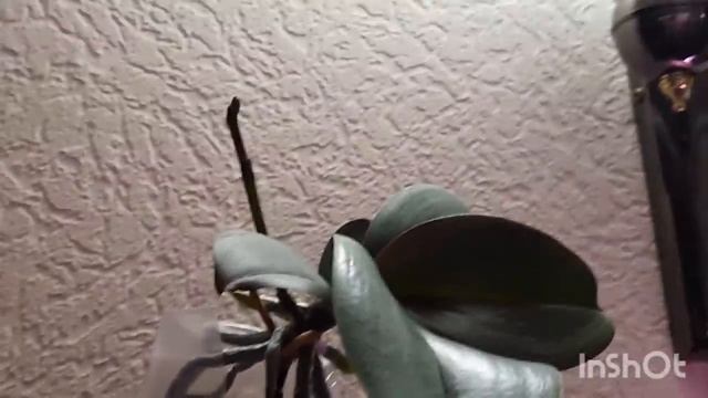 ШИКАРНЫЕ!!! БУМ цветоносов, ДЕТКИ, КОРНИ, ЛИСТЬЯ!!! 13 октября 2021 г. смотреть онлайн