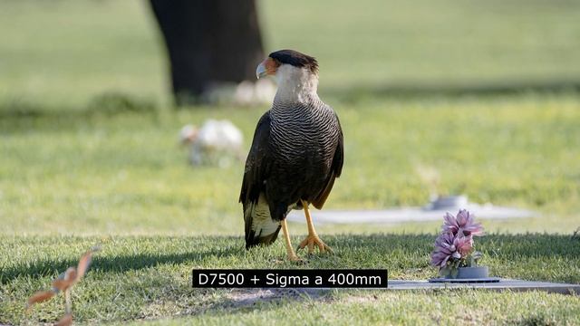 El Zoom del lente Sigma150-600 vs Zoom Nikon P950 - Fotografía de Aves смотреть онлайн