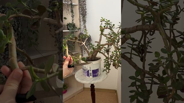 Как обрезать толстянку