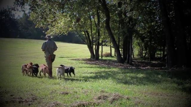 Sporting Dog and Retriever Training: The Wildrose Way смотреть онлайн
