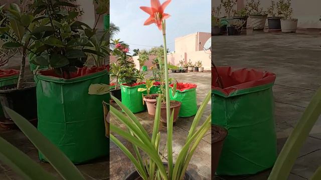 Beautiful Amaryllis flower plant blooms. subscribe for more videos, 🌹🌹🌹🙏🙏 смотреть онлайн