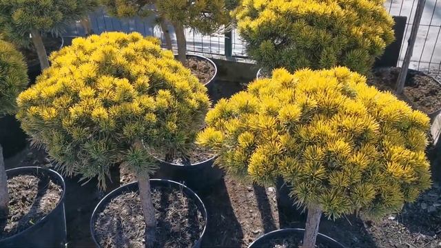 Сосна горная Винтер Голд (Winter gold Pа) смотреть онлайн