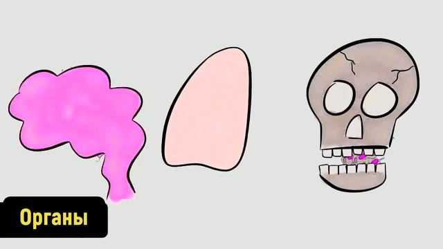 УРОВНИ ОРГАНИЗАЦИИ ОРГАНИЗМА