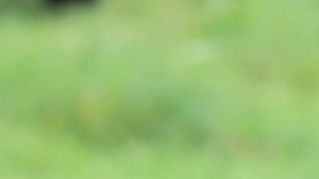 Review of the Canon R10 for Bird and Wildlife Photography смотреть онлайн