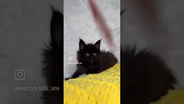 Royal View Walkiria_2 смотреть онлайн