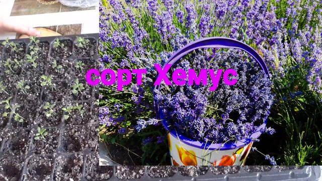 Лаванда. Февраль. Всходы, пересадка, подкормка. смотреть онлайн