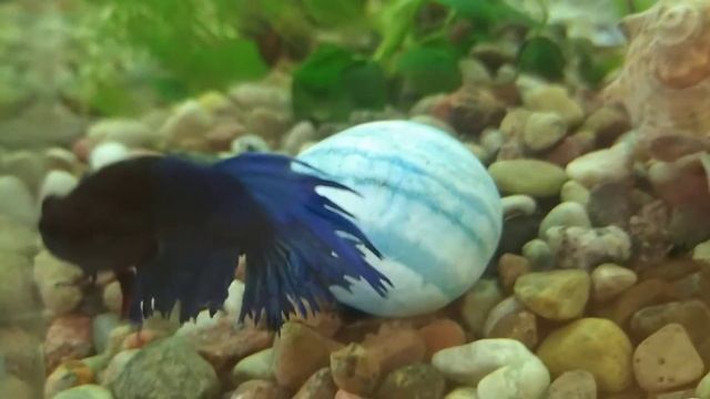 Показываю рыб которых можно содержать новичкам. смотреть онлайн