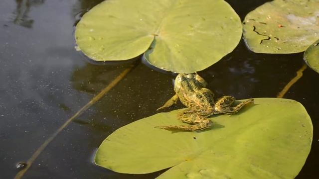 Ленивая лягушка смотреть онлайн