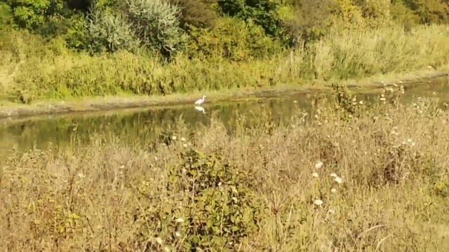 ЖИВОТНЫЕ ИЗ КРАСНОЙ КНИГИ!!! смотреть онлайн