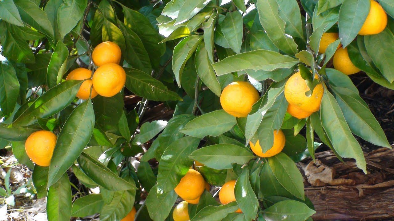 Подкормка цитрусовых сделает мандарины сладкими и ускорит их созревание смотреть онлайн