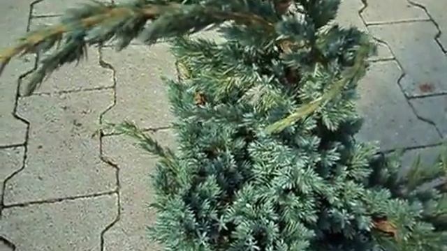 Juniperus Squamata Meyeri смотреть онлайн