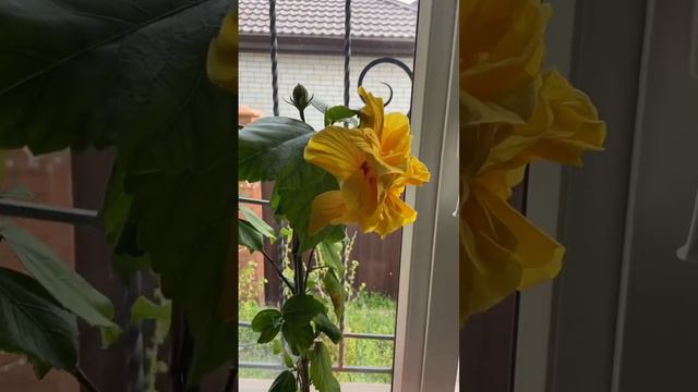 Гибискус китайский жёлтый, сорт KOENIG смотреть онлайн